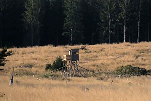 Peter Blei beim Waldspaziergang