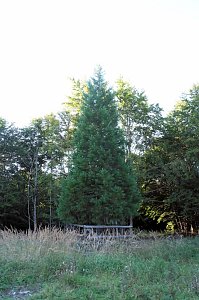 Peter Blei beim Waldspaziergang