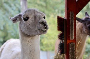 Unterwegs mit den Unstrut Lamas aus Herbsleben
