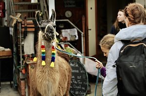 Unterwegs mit den Unstrut Lamas aus Herbsleben