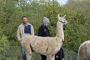 Unterwegs mit den Unstrut Lamas aus Herbsleben