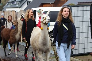 Unterwegs mit den Unstrut Lamas aus Herbsleben