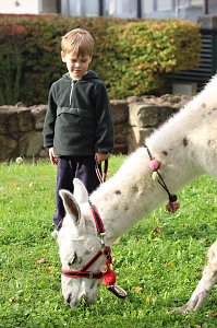 Unterwegs mit den Unstrut Lamas aus Herbsleben