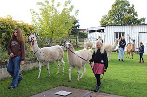 Unterwegs mit den Unstrut Lamas aus Herbsleben