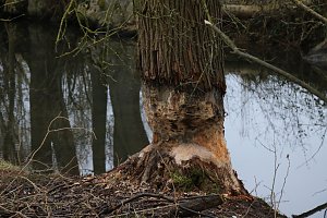 Biberbau-Drainage in der Salza