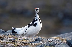 Unterwegs in Skandinavien