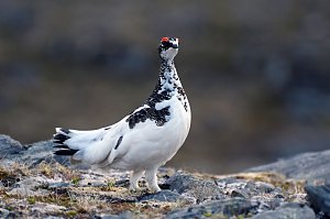 Weltenradler Thomas Meixner war in arktischen Gefilden unterwegs
