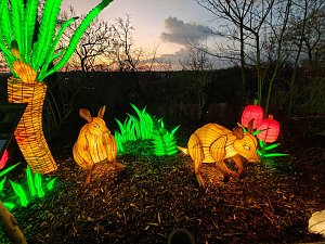 Magische Lichterwelten in Halle
