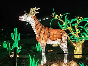Magische Lichterwelten in Halle
