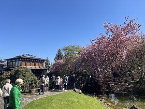 Hanami im Japanischen Garten