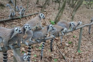 Besuch im Affenpark in Strau&szlig;berg (Th&uuml;ringen)