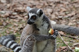 Besuch im Affenpark in Strau&szlig;berg (Th&uuml;ringen)