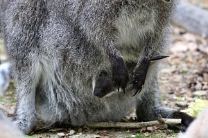 Besuch im Affenpark in Strau&szlig;berg (Th&uuml;ringen)