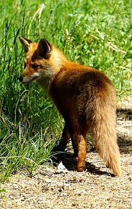 Wundersch&ouml;ne Tierwelt