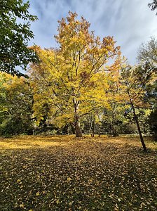 Der Herbst im Park