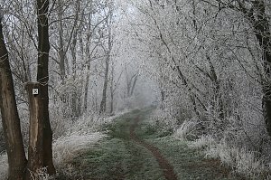 Winterlandschaft bei Kelbra