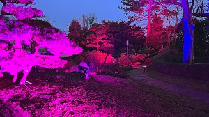 Die Lichterpoesie in Bad Langensalza ist er&ouml;ffnet