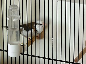 Vogelausstellung in Sondershausen