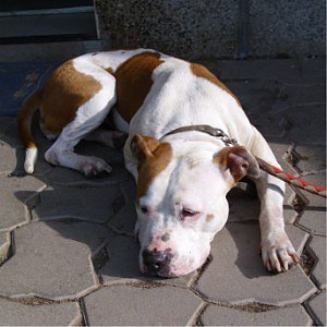 Kessy (Foto: C. Knust)