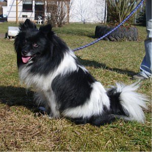 Flocke (Foto: C. Knust)