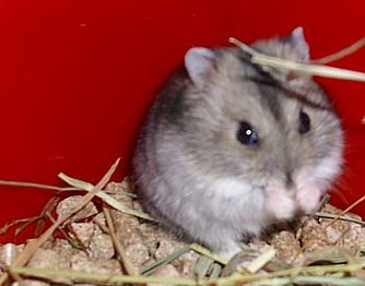 Der Kleinste (Foto: C. Knust)