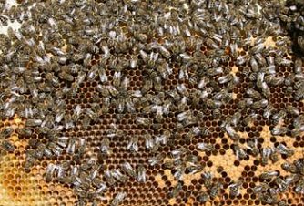 Bienenwabe (Foto: Wiki)
