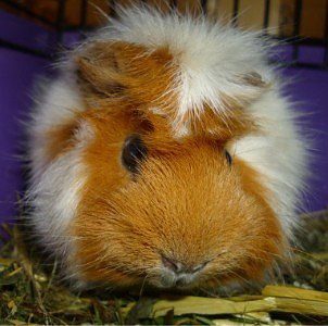 Pfennig (Foto: C. Knust)