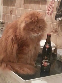 Es war ein sch&ouml;ner Abend, aber wenn ich die Flasche noch trinke, habe ich morgen einen ganz sch&ouml;nen Kater. (Foto: Foto: privat)