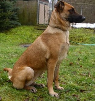 Kira (Foto: C. Knust)