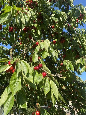Bio Kirschen  (Foto: )