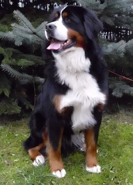 Bild: Felix
