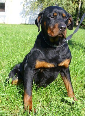 Angel (Foto: C. Knust)