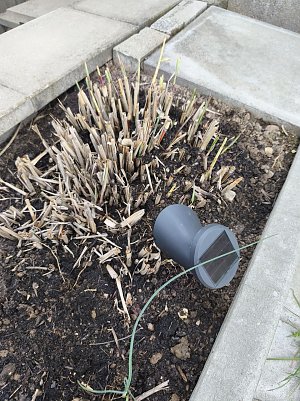 Gartengr&auml;ser  (Foto: )