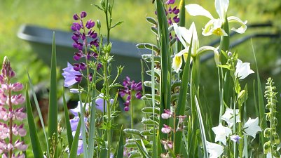 super Garten! (Foto: )