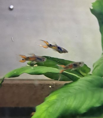 Endler Guppys (Foto: )