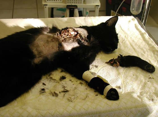 "Erlegte" Katze (Foto: privat)