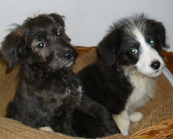 Warten auf ein neues Zuhause (Foto: C. Knust) Warten auf ein neues Zuhause (Foto: C. Knust)