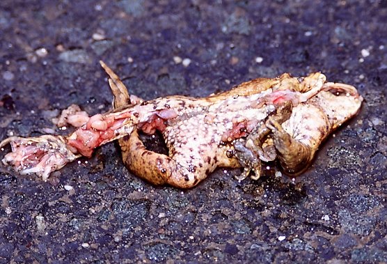 Platt gemacht (Foto: NABU)