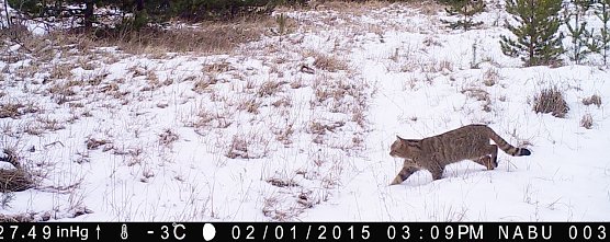 Wildkatze vor der Kamera (Foto: NABU LAG Wolf)