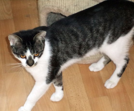 G&uuml;nni (Foto: B. Hellrung)