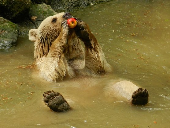 Emma (Foto: B&auml;renpark)
