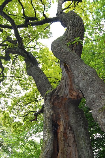 Der Betteleiche wird per Gutachten non ein langes Leben prophezeit. (Foto: Foto: M. Heinemann )