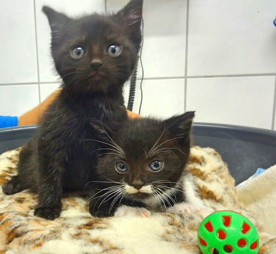 Die Katzenkinder Ali und Bino suchen ein neues Zuhause. (Foto: Foto: Tierheim)
