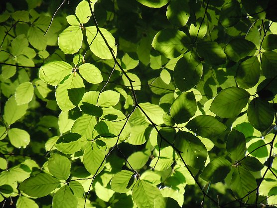 Der Baum steht im Mittelpunkt der Veranstaltungen mit Marion Wei&szlig;. (Foto: Foto: privat)