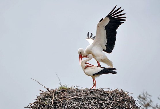 NABU Th&uuml;ringen zieht Bilanz: 2015 gutes Jahr f&uuml;r Wei&szlig;st&ouml;rche (Foto: Klaus Schmidt, NABU Th&uuml;ringen)