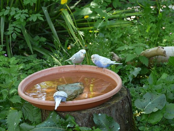 Wellensittiche im Bärenpark (Foto: Eni Reinhold) Wellensittiche im Bärenpark (Foto: Eni Reinhold)