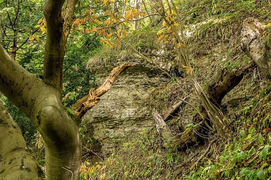 Felswand an der Hasenburg (Foto: Gernot Thelemann) Felswand an der Hasenburg (Foto: Gernot Thelemann)