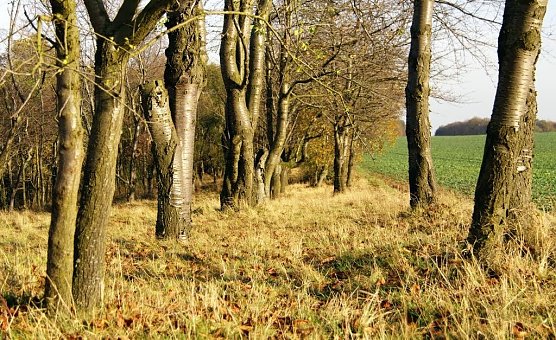 Kommt er nun bald - der Fr&uuml;hling? (Foto: Gernot Thelemann)