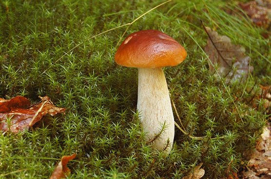 Steinpilz (Foto: Andreas Knoll)