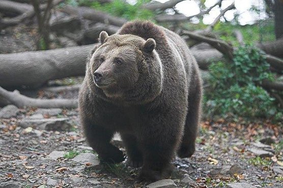 B&auml;rin Maika (Foto: B&auml;renpark)